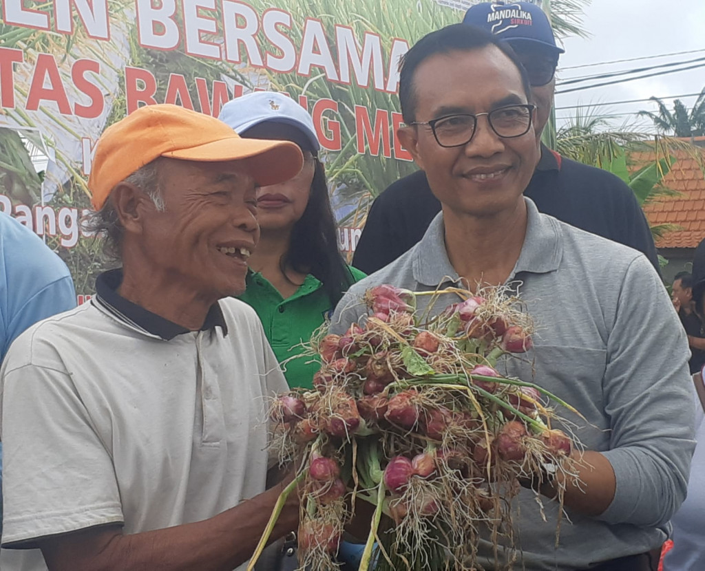 Diperpa Badung Panen Bawang Merah Di Subak Munggu